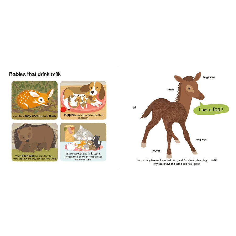 book-baby-animals-touch-and-explore- (4)