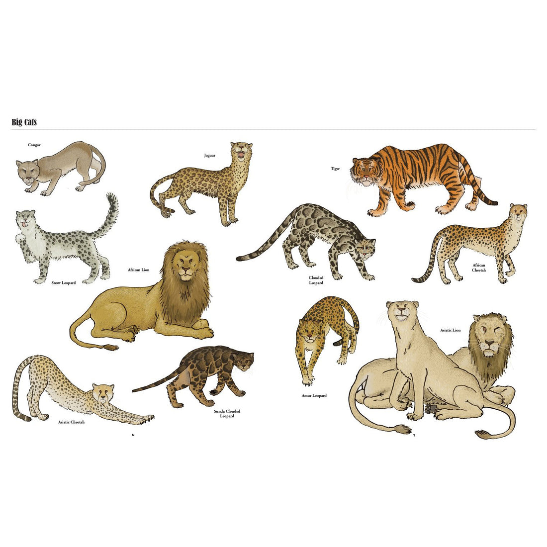 Big Cats, Little Cats: A Visual Guide To The World's Cats – Petit Bazaar